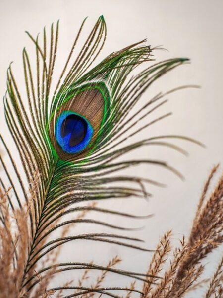 peacock-feather-4792997_640